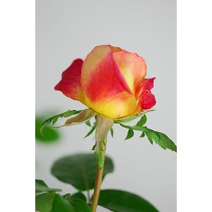 Rosier 'oriental peace ?' taille du pot