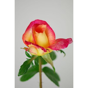 Rosier 'oriental peace ?' taille du pot