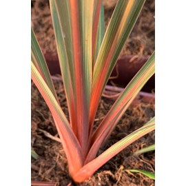 Cordyline 'red heart' taille du pot - en