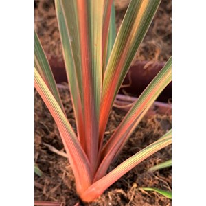 Cordyline 'red heart' taille du pot - en