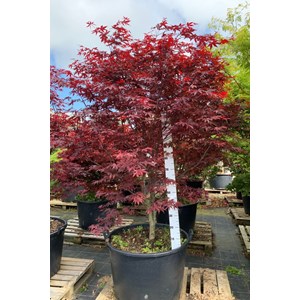Erable du japon 'bloodgood' (grande taille) taille du pot - en conteneur (hauteu