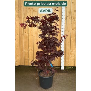 Erable 'bloodgood' (grande taille) taill