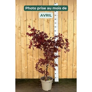 Erable 'bloodgood' (grande taille) taill
