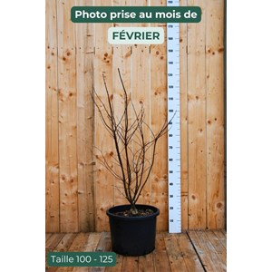 Erable du japon 'bloodgood' (grande tail