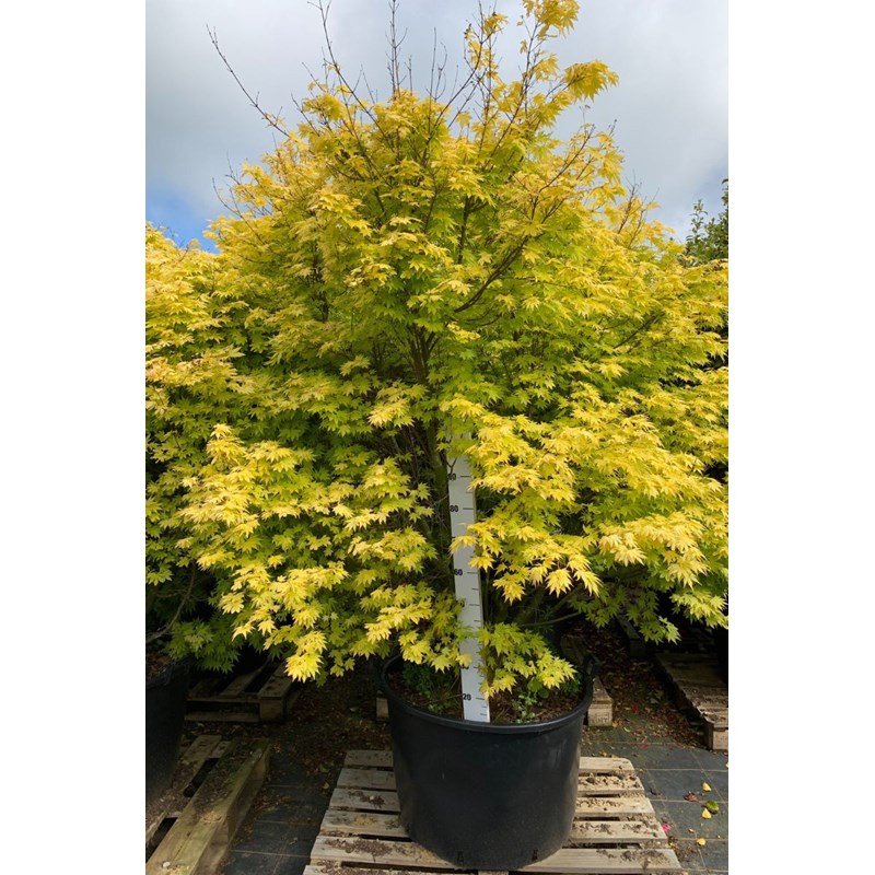 Roué Pépinières - Erable 'orange dream' (grande taille) taille du pot - en conteneur (hauteur à l