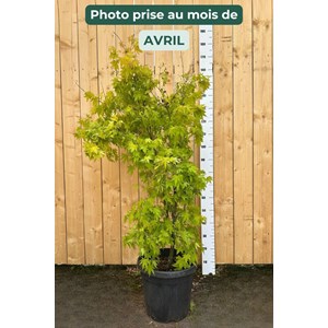 Erable 'orange dream' (grande taille) ta