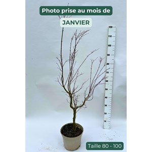 Erable 'orange dream' (grande taille) ta