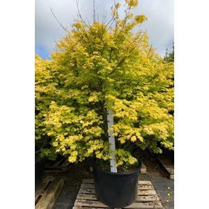 Erable 'orange dream' (grande taille) ta