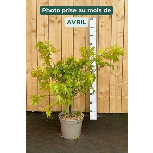 Erable 'orange dream' (grande taille) ta