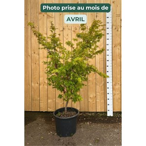 Erable 'sango kaku' (grande taille) tail