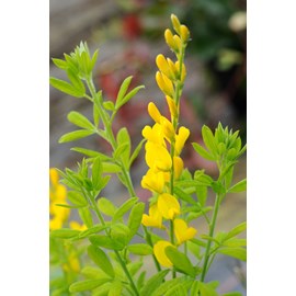 Cytise 'racemosus' taille du pot - en po