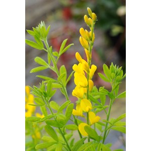 Cytise 'racemosus' taille du pot - en po