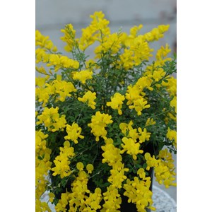 Cytise 'racemosus' taille du pot - en po