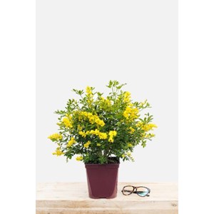 Cytise 'racemosus' taille du pot - en po