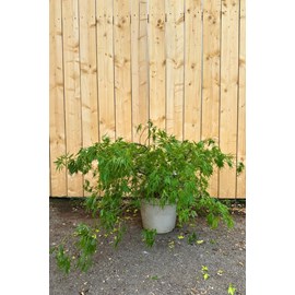 Erable dissectum 'viridis'(grande taille