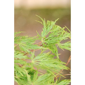 Erable dissectum 'viridis'(grande taille