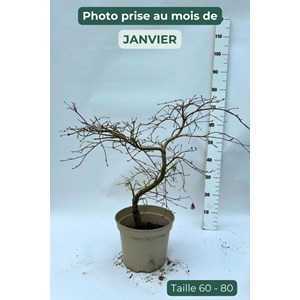 Erable dissectum 'viridis'(grande taille