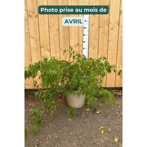 Erable dissectum 'viridis'(grande taille