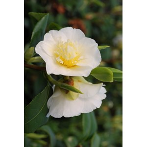 Camélia 'gwenneth morey' taille du pot