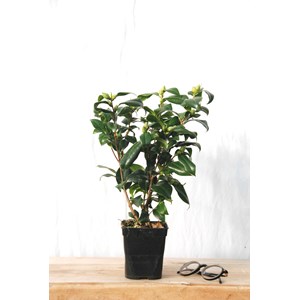 Camélia 'gwenneth morey' taille du pot