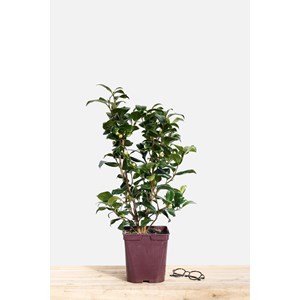 Camélia 'gwenneth morey' taille du pot