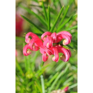 Grevillea juniperina taille du pot - en pot de 3 litres