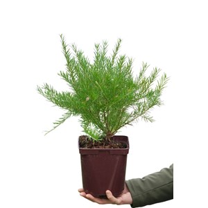 Grevillea juniperina taille du pot - en