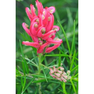 Grevillea juniperina taille du pot - en