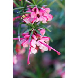 Grevillea 'rosa jenkinsii' taille du pot