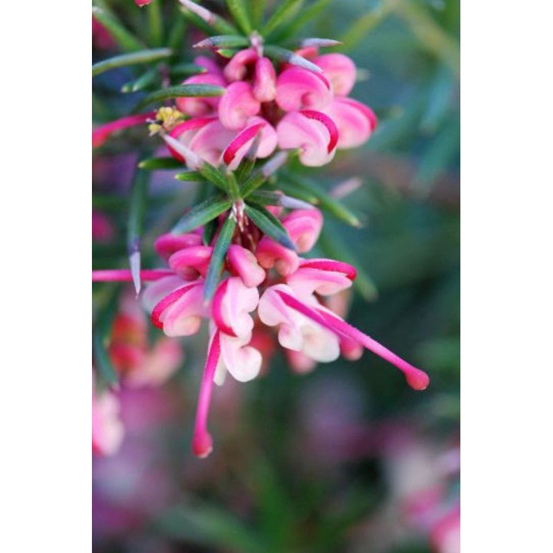 Grevillea 'rosa jenkinsii' taille du pot - en pot de 3 litres