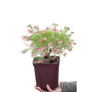 Grevillea 'rosa jenkinsii' taille du pot
