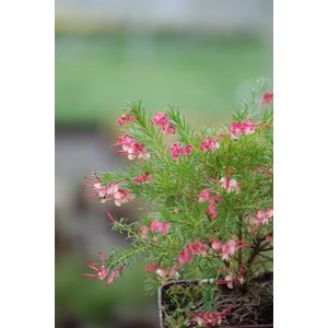 Grevillea 'rosa jenkinsii' taille du pot