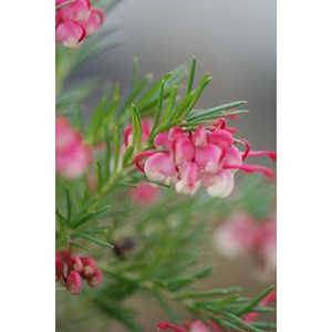 Grevillea 'rosa jenkinsii' taille du pot