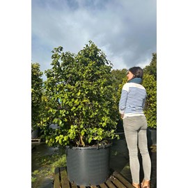 Camélia 'mme lourmand' 150-175 cm taill