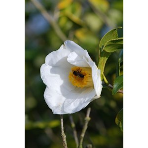 Camélia 'mme lourmand' 150-175 cm taill