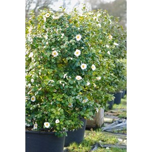 Camélia 'mme lourmand' 150-175 cm taill