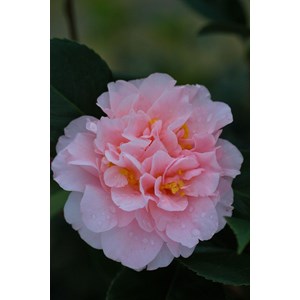 Camélia 'kings ransom' 100-125 cm taille du pot - en pot de 80 litres