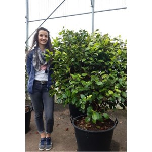 Camélia 'kings ransom' 100-125 cm taille du pot - en pot de 80 litres