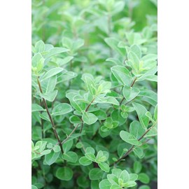 Pittospore irish luck' taille du pot -