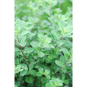 Pittospore irish luck' taille du pot -