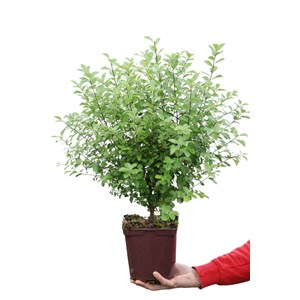 Pittospore irish luck' taille du pot -