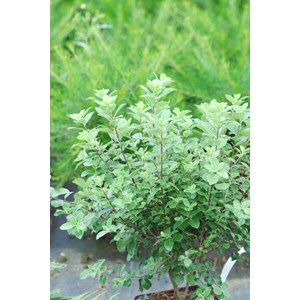 Pittospore irish luck' taille du pot -