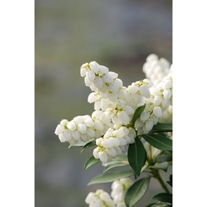 Andromède du japon 'purity' taille du p