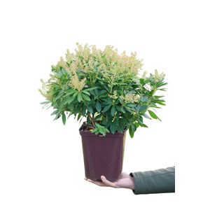 Andromède du japon 'purity' taille du p