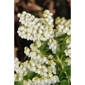 Andromède du japon 'purity' taille du p