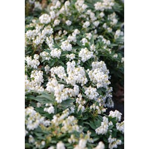 Andromède du japon 'purity' taille du p