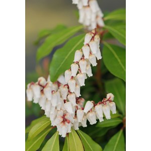 Andromède du japon 'red mill' taille du pot - en pot de 3 litres