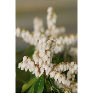 Andromède du japon 'red mill' taille du