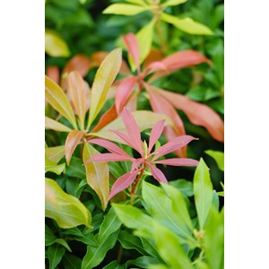 Andromède du japon 'red mill' taille du