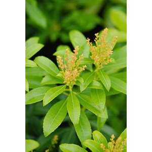 Andromède du japon 'red mill' taille du